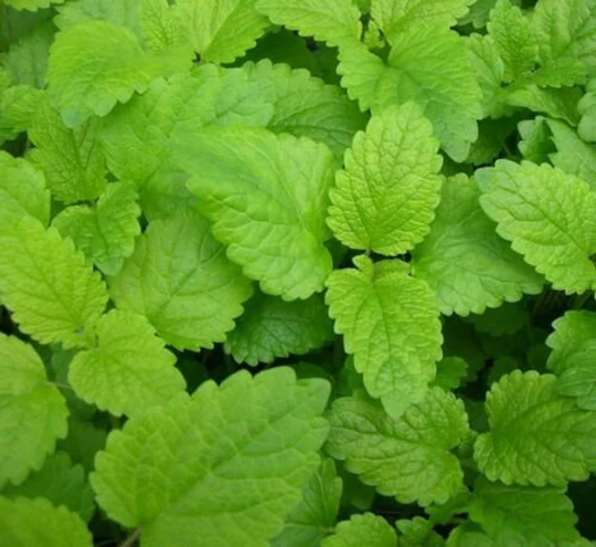 Lemon Balm Melissa Officinalis, Approx. 500 Seeds, Herb Seed