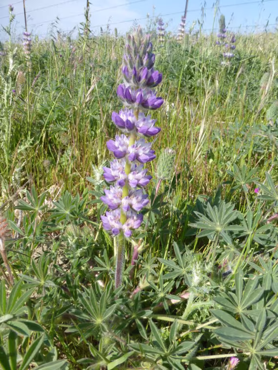 Chick Lupine Wildflower Seeds Lupinus Microcarpus California Native Plant