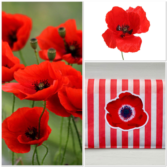 Poppy Seeds | Papaver Rhoeas