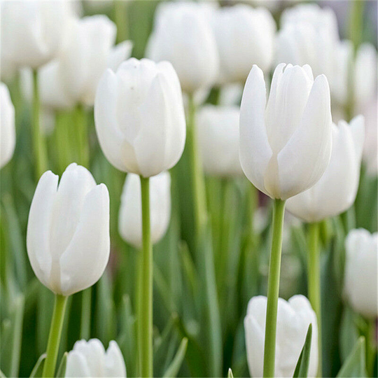 10Pcs Bag Beautiful and Colorful Perfume Tulip Flower Seeds High-Grade Rainbow Flower Bonsai Seeds Home Garden Plant-white