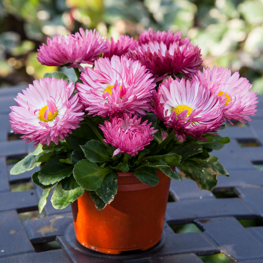 Bellis Bam Rose Flower Seeds -