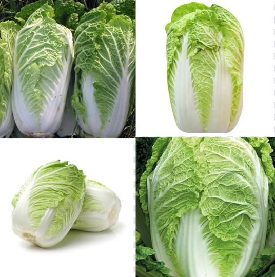 300 Seeds - Wong Bok Chinese Cabbage, Napa Cabbage 100% High Best Quality | UK Seller