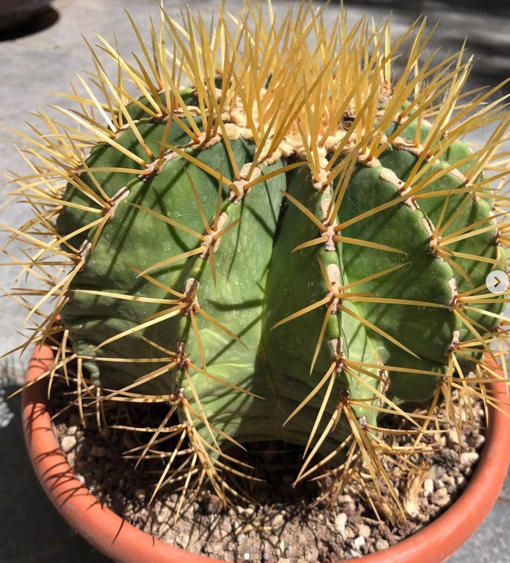 12+ Blue Barrel Cactus Seeds - Ferocactus Glaucescens Usa Seller