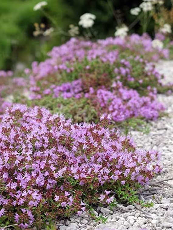 500+ Dwarf Creeping Thyme Ground Cover Herb Seeds Thymus Serpyllum