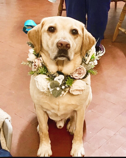 White, Blush Tintagel David Austin Rose, Dusky Pink Powder Blue Flower & Eucalyptus Floral Wedding Dog Collar Garland