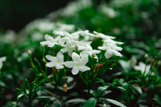 Mixed Jasmine Plant Seeds