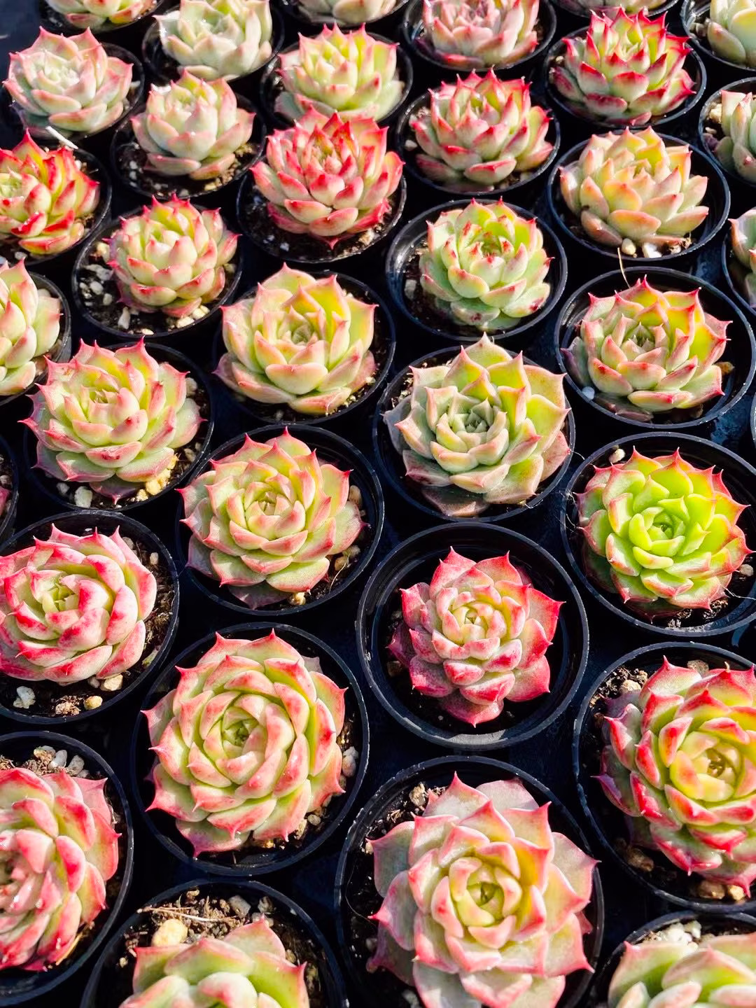 10 Seeds Mix Echeveria Romeo Rubin Sp Hybrid Rare Succulent Seed Pink Bonsai Plant Succulents Meaty Plants