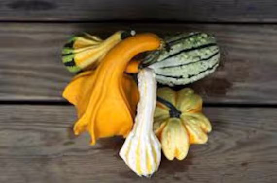 Small Gourd Blend Seed Collection, Fall Harvest, Seeds, Garden