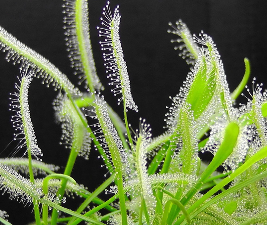 Sundew Drosera Capensis White Flower Species Carnivorous House Plant 8 Seeds