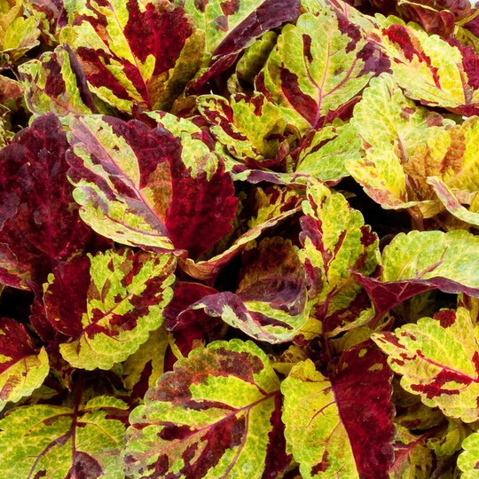 Coleus Seeds Fairway Mosaic 50 Thru 500 Dwarf Shade Plant