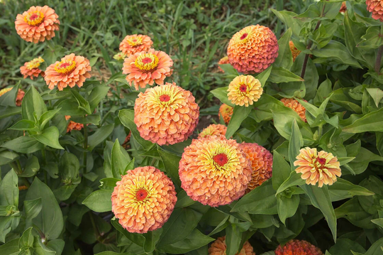 Zinnia Queens Lime Orange Seed 45