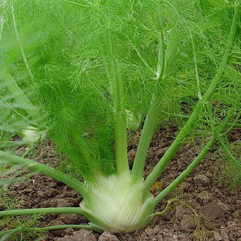 Florence Fennel Zefa Fino Organic Vegetable Seeds 250