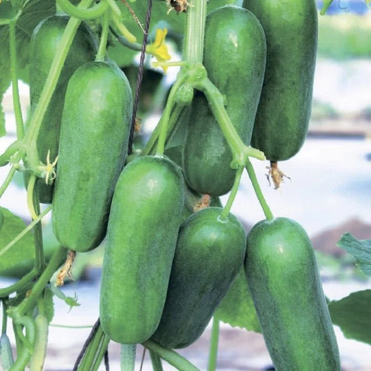 Balcony Garden Room Cucumber Seeds Fontina F1 | Packing 10 Pieces; Color Green. Cucumber Seeds. Mini Cucumber. Houseplant
