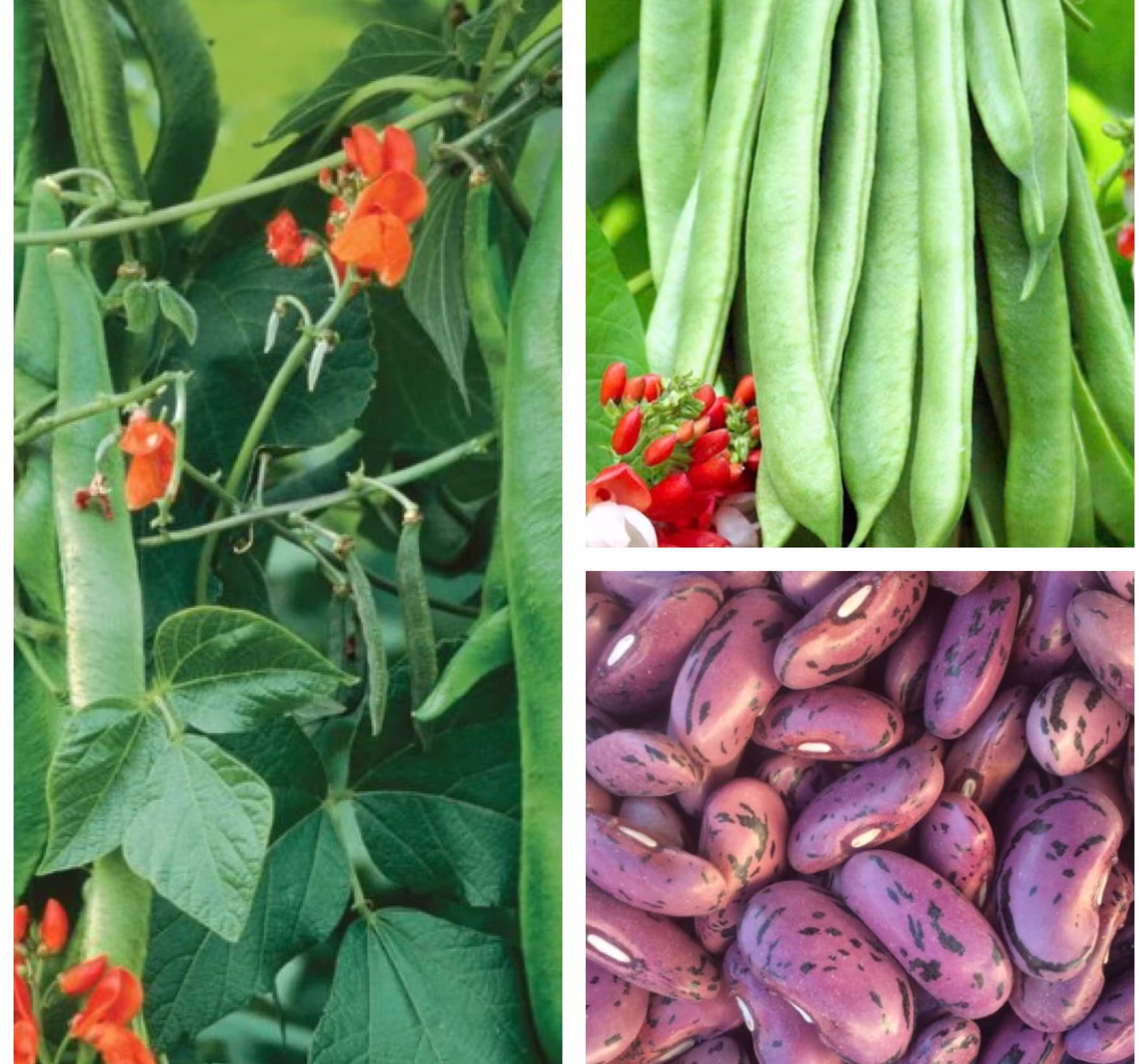 Runner Bean Seeds
