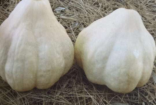 Organic Heirloom Non Gmo Thelma Saunders Winter Squash