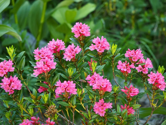 50 Rhododendron Ferrugineum Seeds , Alpenrose Snow-Rose Rusty Leaved