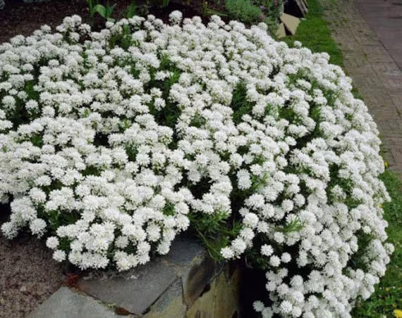 Rare Original Flower Seeds Iberis