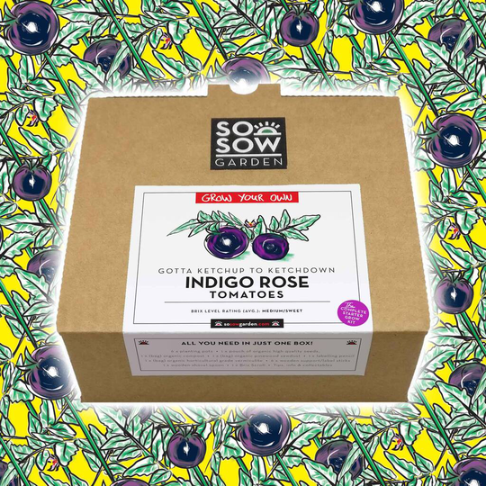 Indigo Rose Tomato Grow Your Own Kit