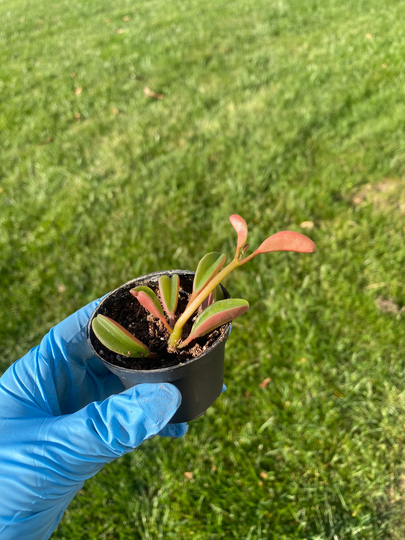 Ruby Peperomia /Radiator Plant | Peperomia Graveolen 2 Inch House Plant