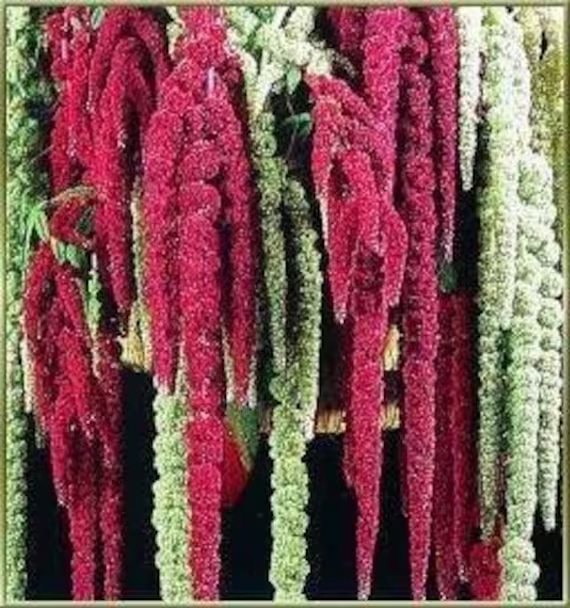 Amaranth Mixture 1000 Seeds