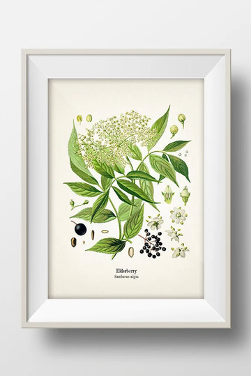Vintage Elderberry Print - Ko-03 Fine Art Prints Of Kohler's Vintage Academia Botanical Illustration Drawings