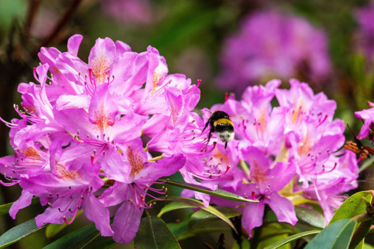 50 Rhododendron Fictola Seeds