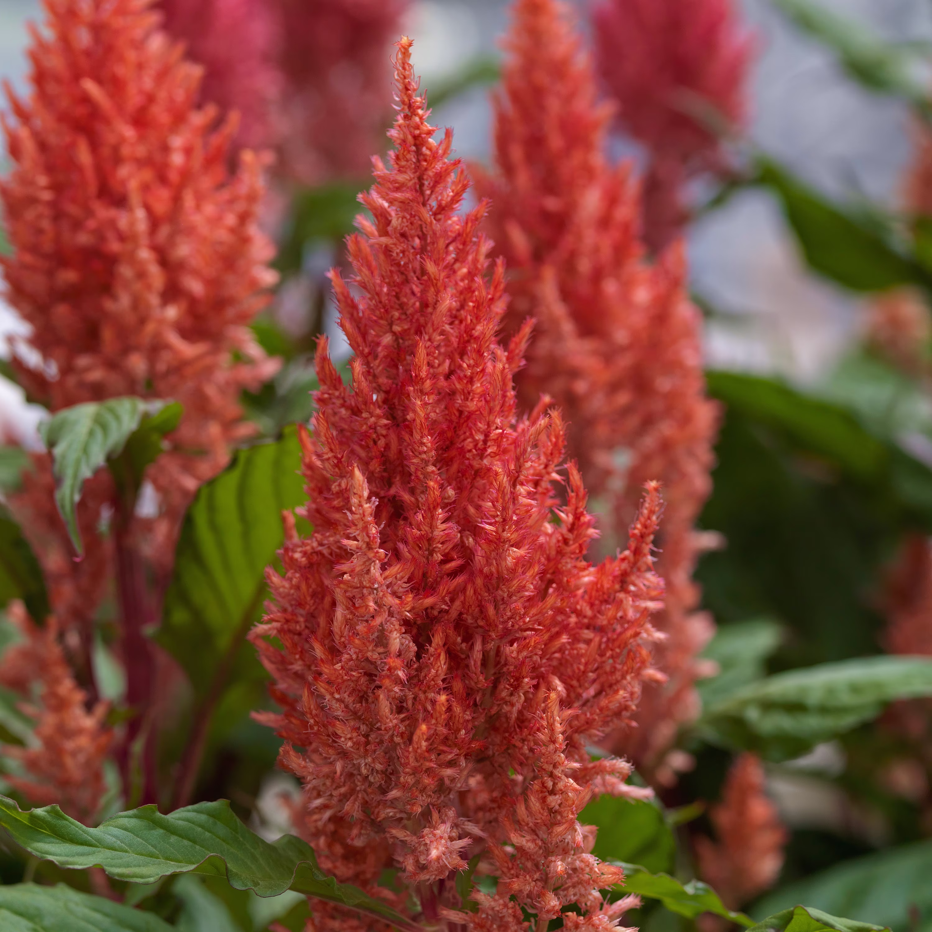 Celosia Seeds Century Salmon Pink 50 Thru 1, 000 Bulk