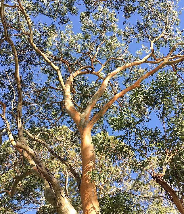Eucalyptus Punctata Seeds, Grey Gum Eucalyptus, Iron Gray - 20 Seeds