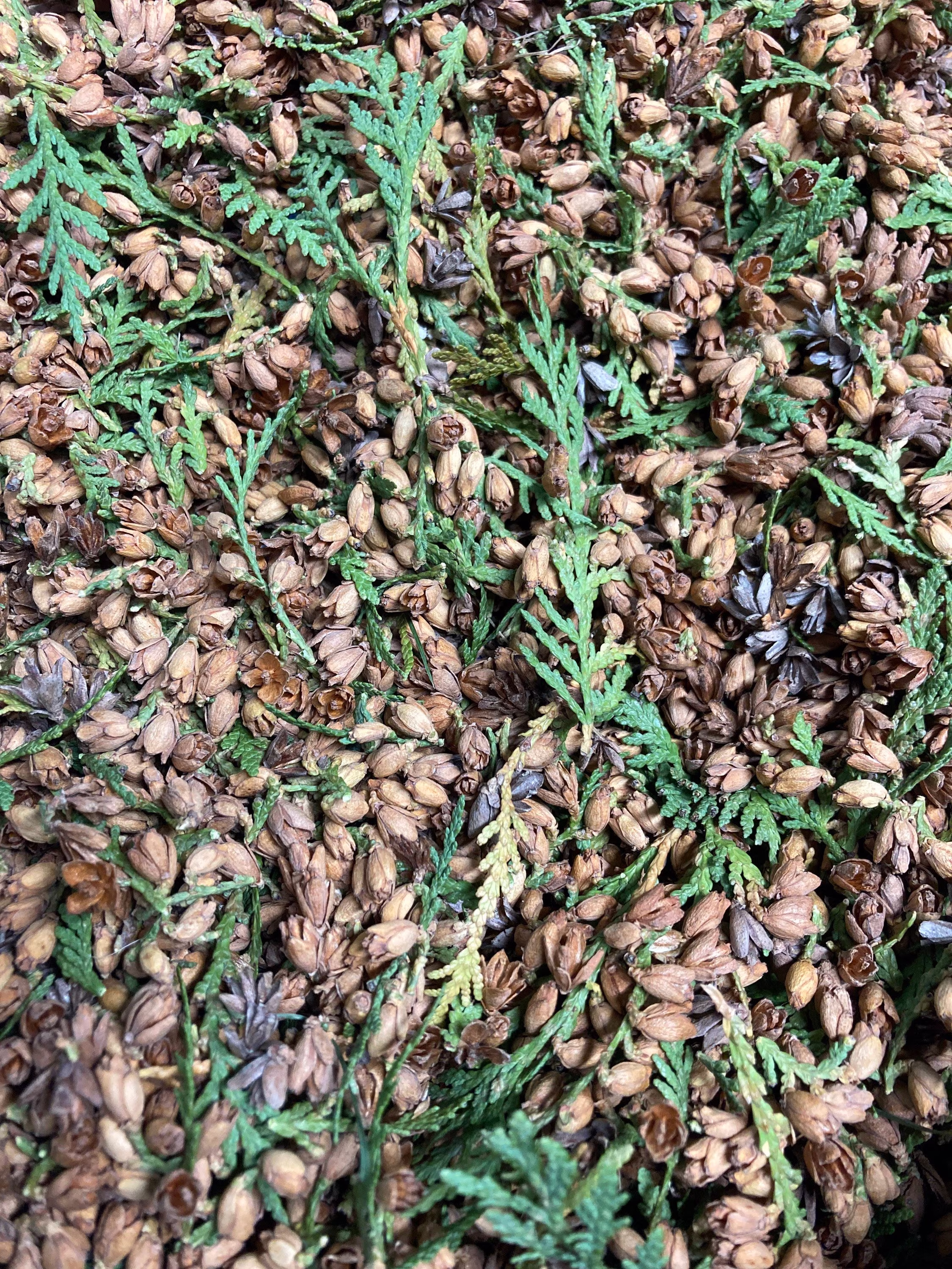 Northern White Cedar Cones & Leaves, Dried Cedar, Spiritualism, Intention, Herbs