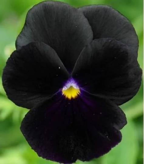 Large-Flowered Pansy - Black King, Blue, Purple, White Var, Fresh, Easy To Grow
