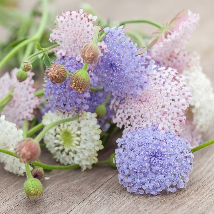 25 Lacy Didiscus Mix Seeds, Pink, Blue & White, Organic Trachymene Coerulea
