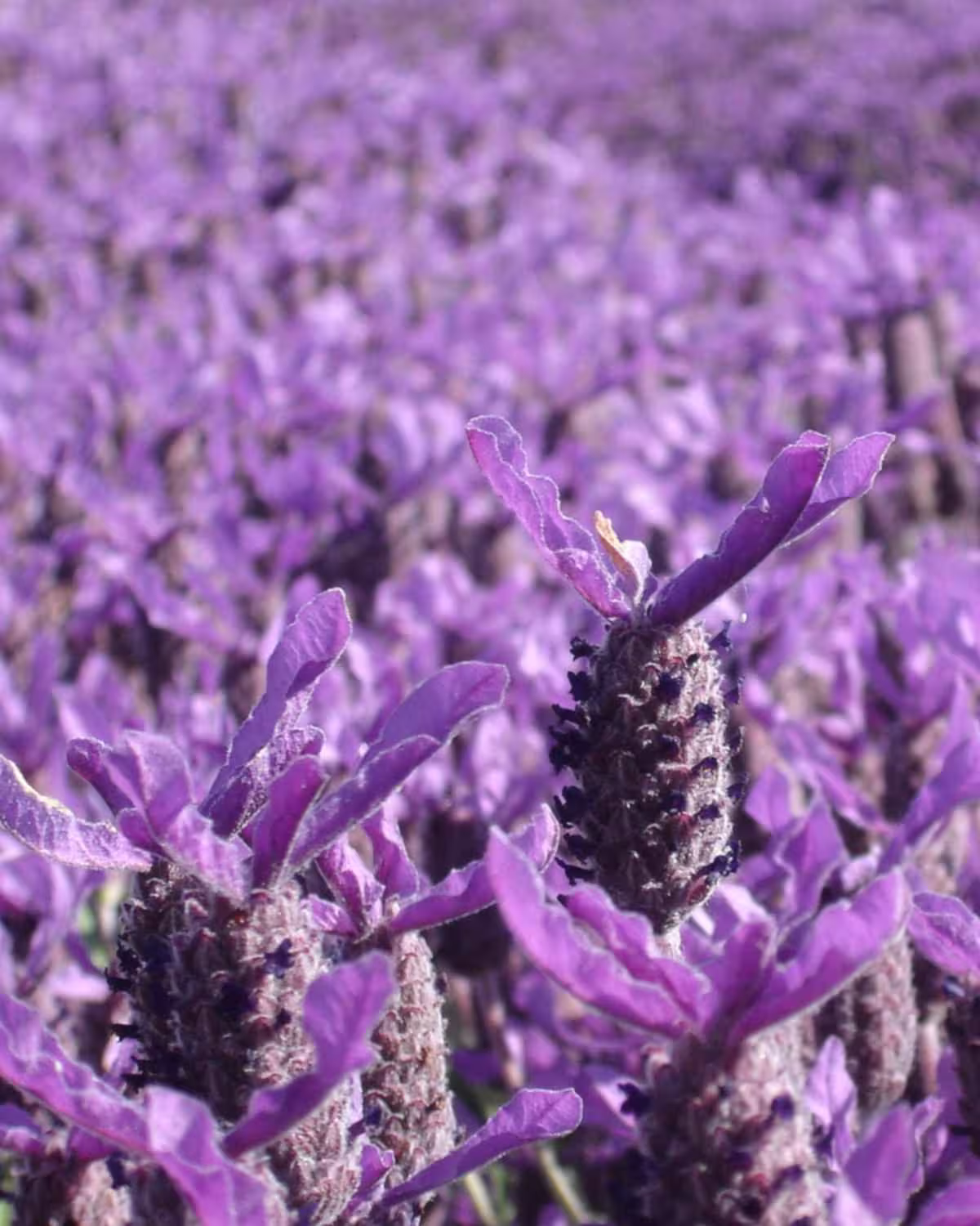 French Lavender Seeds -