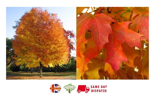 Sugar Maple | Acer Saccharum | 20 Seeds Bonsai UK Hardy Same Day Dispatch