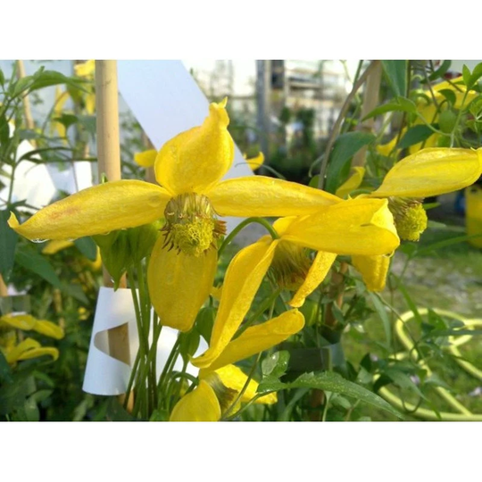 Golden Clematis Seeds Perennial Flowering Non Gmo For Planting | 201657