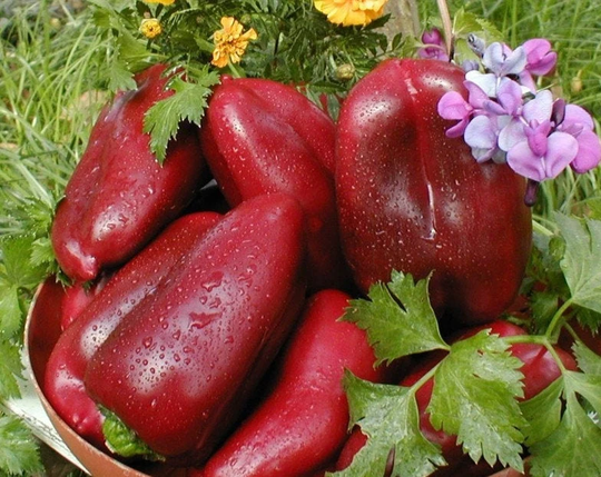 Sweet Pepper Seeds Anastasia