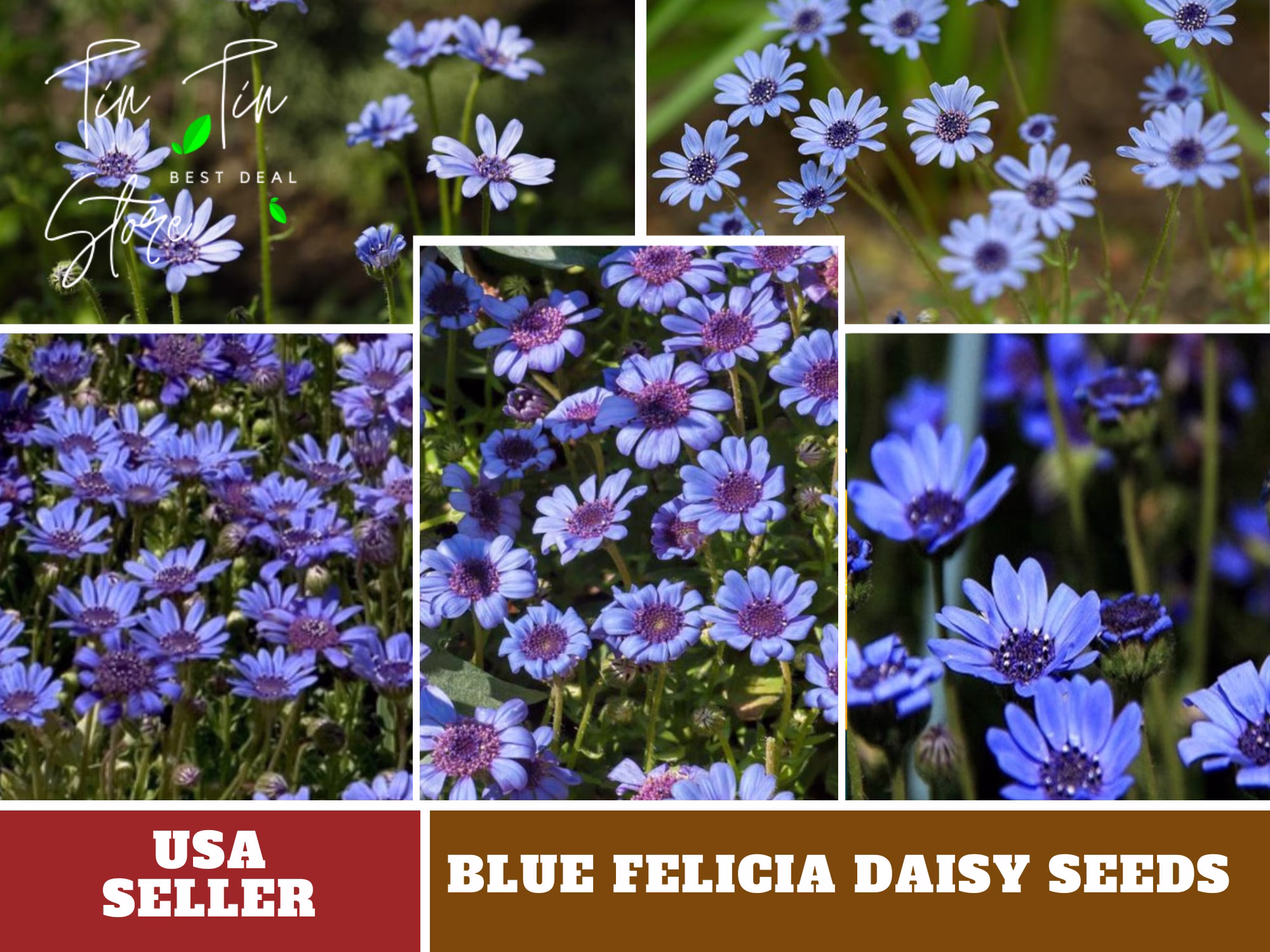 Blues Blue Daisy 100 Seeds-Perennial -Authentic Seeds-Flowers -Organic. Non Gmo -Vegetable Seeds-Mix Seeds For Plant-B3G1#1431
