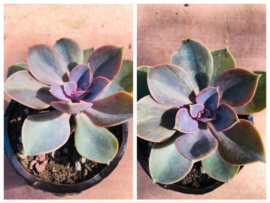 2 Echeveria