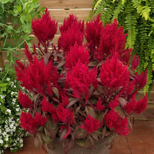 Celosia Dragon Breath Annual | 10 Seeds Blazing, Bold, Deep Red & Longlasting Plumage