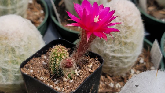 Chamaelobivia "Rose Quartz' Peanut Cactus - 2