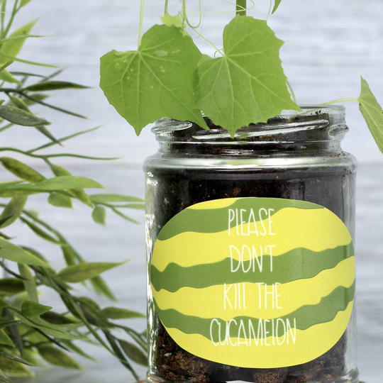 Personalised 'Don't Kill Me' Mini Melons Jar Grow Kit