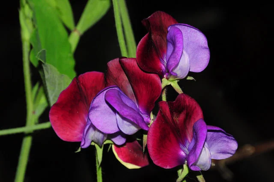 Sweet Pea - Bi Coloured Matucana 15 Seeds- Sow Now Super Fragrant Cultivar