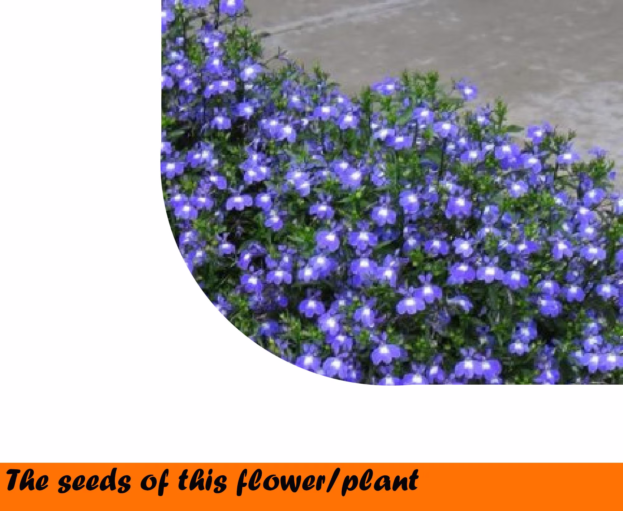 Lobelia Cascade Blue With Eye 0, 1 G