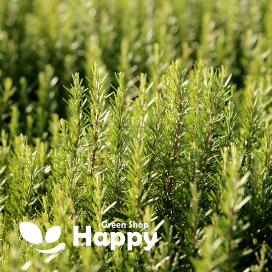 Herb - Rosemary Rosmarinus Officinalis 50 Selected Seeds Evergreen