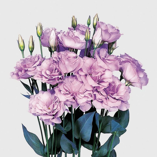 Mpb#4 Lisianthus Seeds Echo Lavander 50 Pelleted Flower Double Flowers