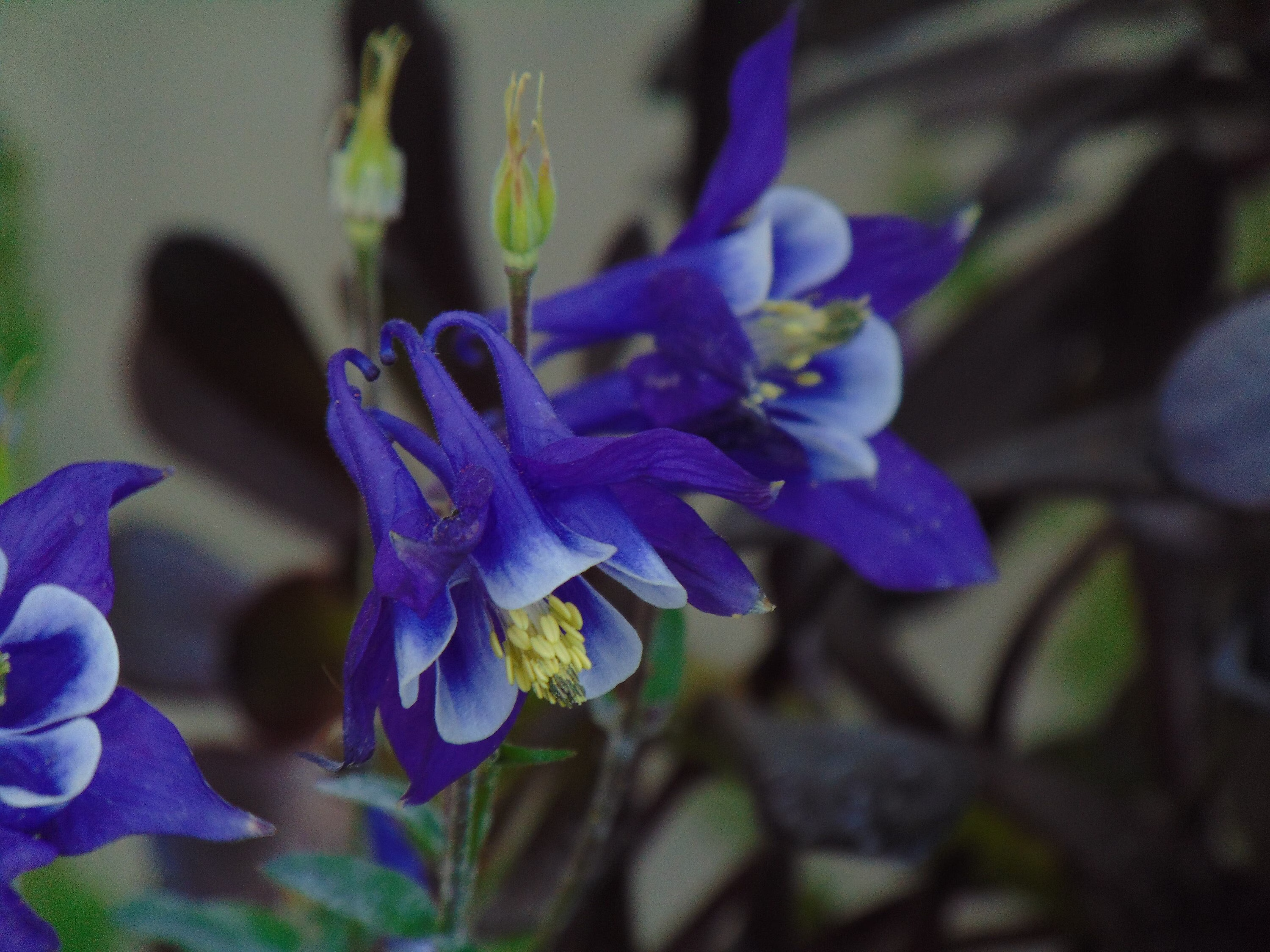 Purple Columbine Seeds | Aquilegia Vulgaris