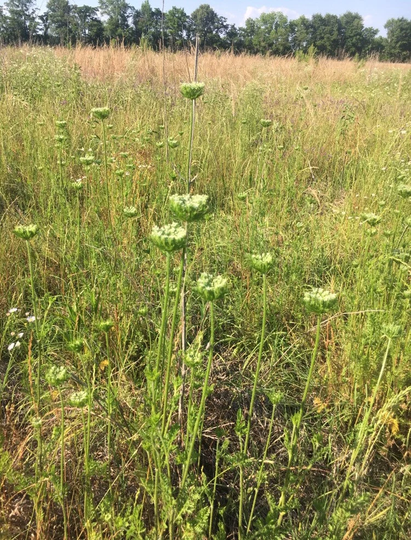 100 Wild Queen's Anne Lace