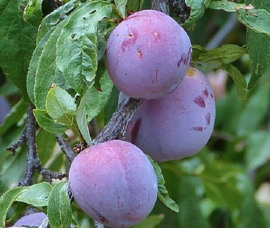 3 X Damson Seeds, Wild Plum | Prunus Domestica