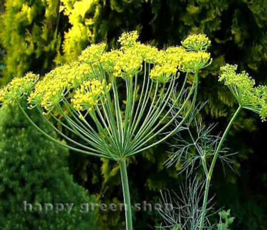 6000 Seeds - Dill Bouquet Large Packet Indoor Herbs Anethum Graveolens Bulk Packet