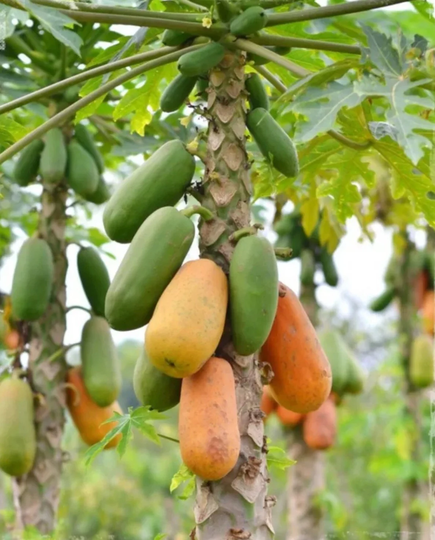 Asian, Thai Papaya Plant Seeds - Papaya, Pepe, Kofol Juicy Sweet 20 | UK Seller