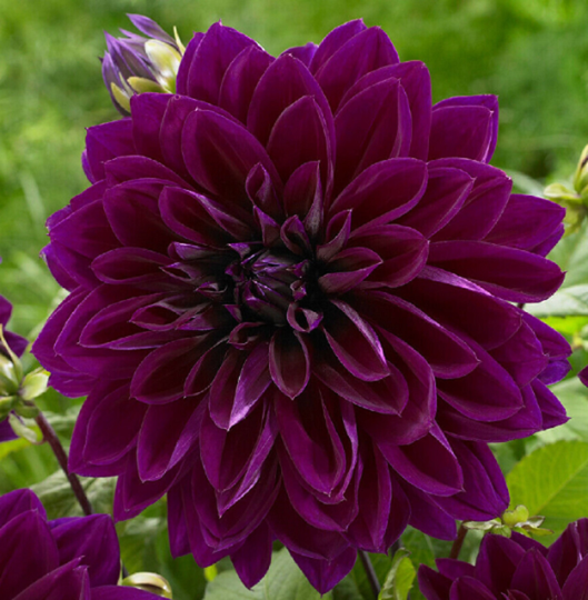 Dahlia Cactus